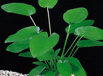 Echinodorus schlueteri