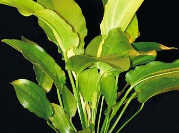 Echinodorus tricolor