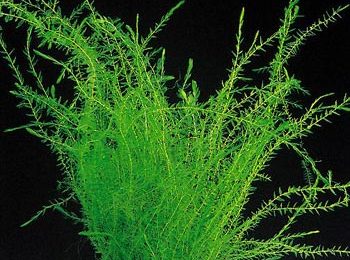 Fontinalis antipyretica