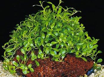 Glossostigma elatinoides