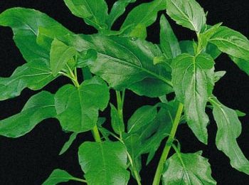 Gymnocoronis spilanthoides