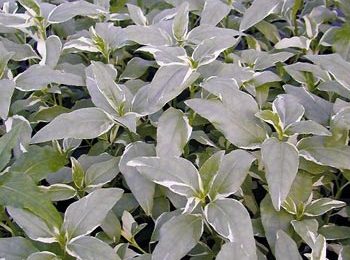 Gymnocoronis variegatus