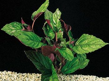 Hemigraphis colorata