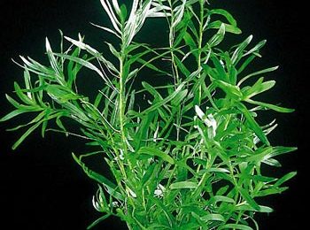 Heteranthera zosterifolia