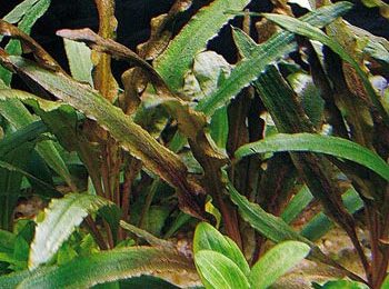 Cryptocoryne albida