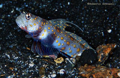 Amblyeleotris guttata