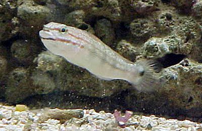 Amblygobius phalaena