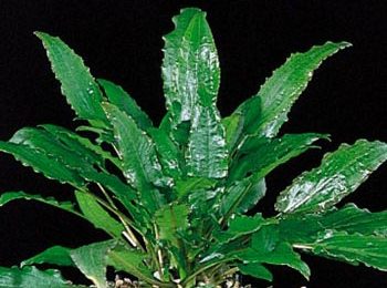 Cryptocoryne wendtii walkeri