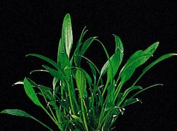 Cryptocoryne parva
