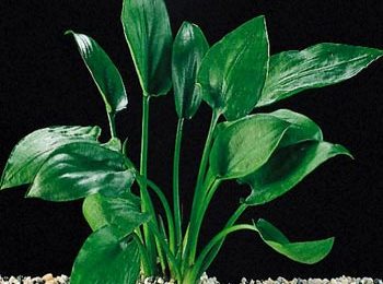 Cryptocoryne pontederifolia