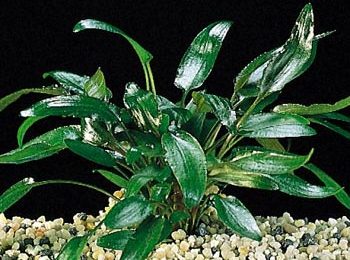 Cryptocoryne wendtii verde sp.