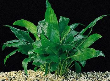 Cryptocoryne wendtii broad leaft