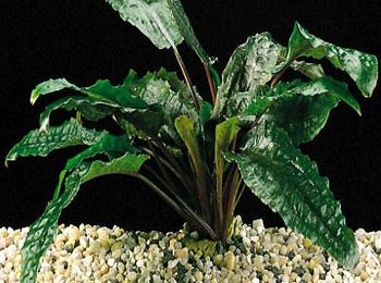 Cryptocoryne beckettii