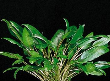 Cryptocoryne ondulatus