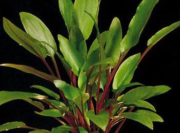 Cryptocoryne petchii