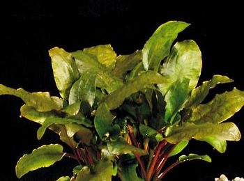 Cryptocoryne wendtii tropica