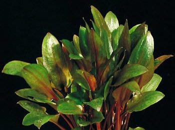 Cryptocoryne tropica