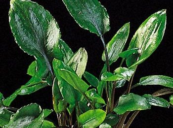 Cryptocoryne mi oya