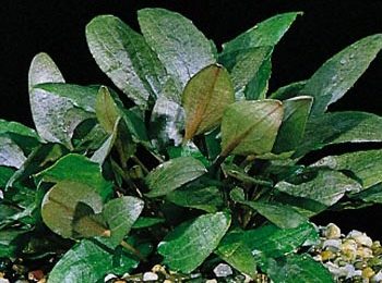 Cryptocoryne wendtii marrone