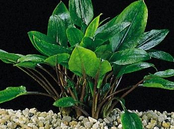 Cryptocoryne wendtii verde