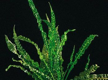 Cryptocoryne balansae