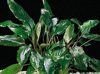 Cryptocoryne legroi