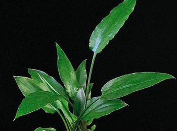 Cryptocoryne ciliata