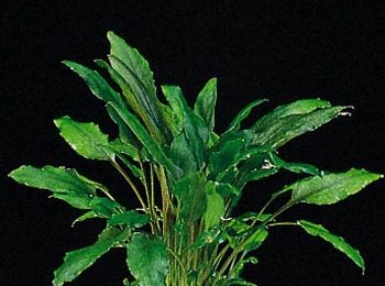 Cryptocoryne wendtii