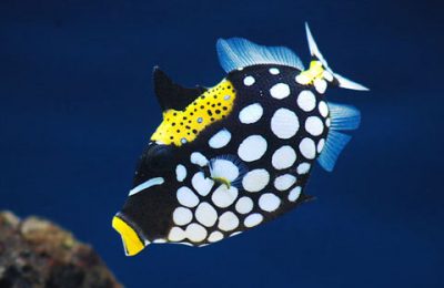 Balistoides conspicillum