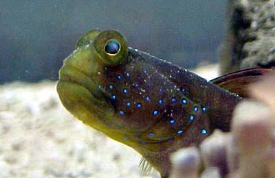 Cryptocenctrus cinctus