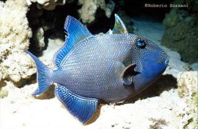 Pseudobalistes fuscus