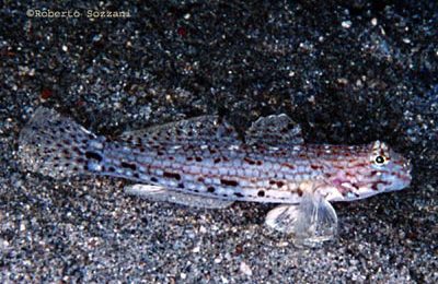 Istigobius decoratus