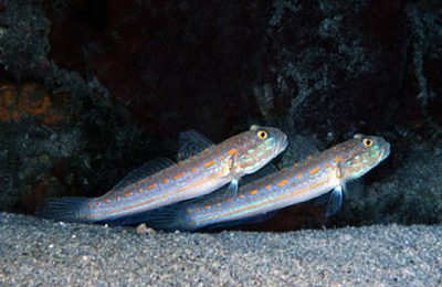 Valenciennea puellaris