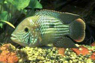 Aequidens rivulatus