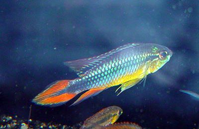 Apistogramma agassizi