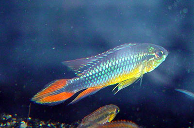 Apistogramma agassizi