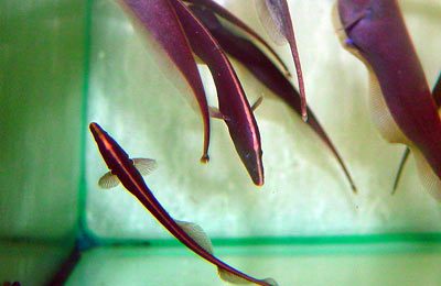 Apteronotus albifrons