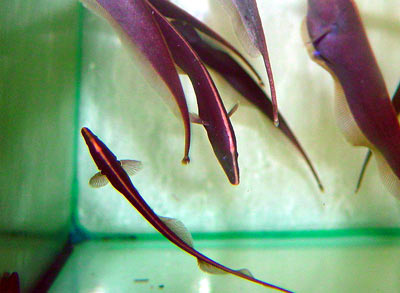 Apteronotus albifrons