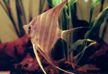 Pterophyllum altum
