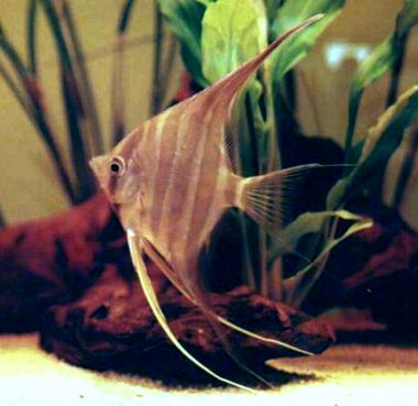 Pterophyllum altum