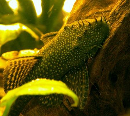 Ancistrus dolichopterus