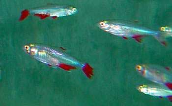 Aphyocharax anisitsi