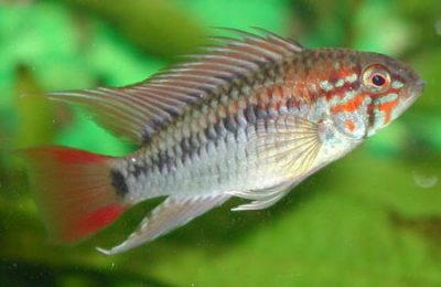 Apistogramma macmasteri
