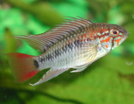 Apistogramma macmasteri