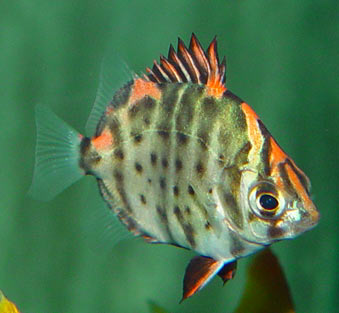 Scatophagus argus