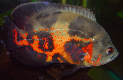 Astronotus ocellatus