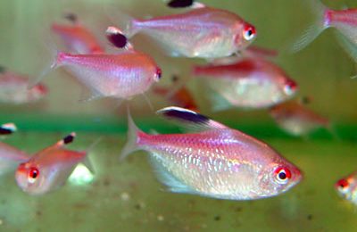 Hyphessobrycon bentosi bentosi