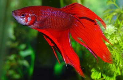 Betta splendens