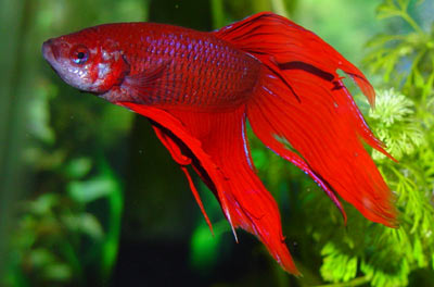 Betta splendens