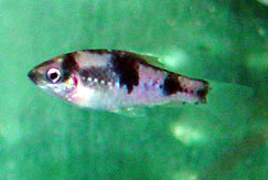 Barbus fasciatus